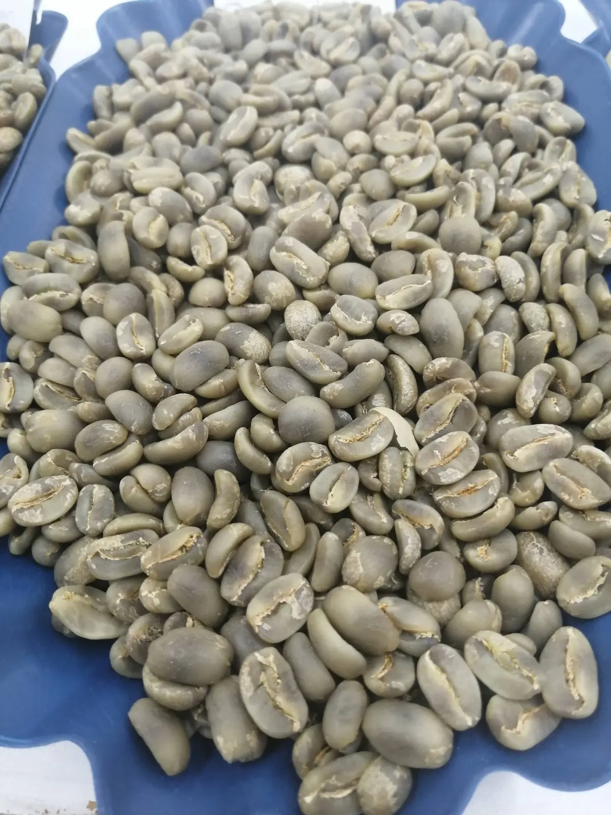 Granos de café verde Arábica en una bandeja de clasificación