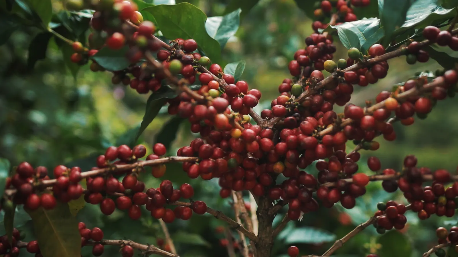 Una rama de cafeto cargada de cerezas rojas maduras