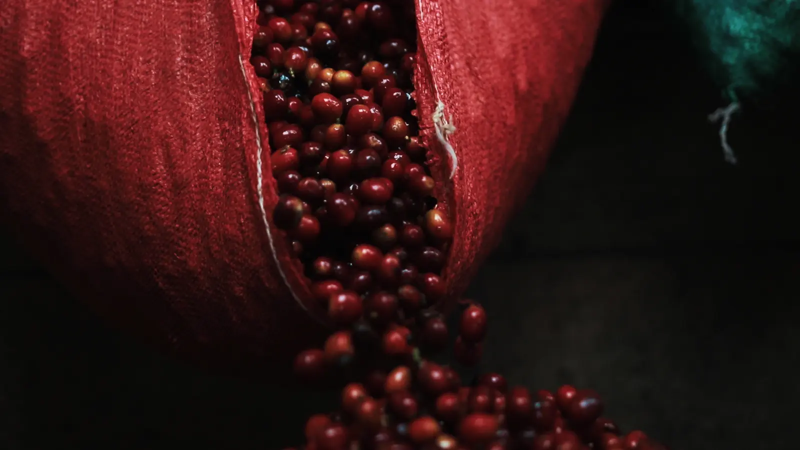 Cereza madura saliendo de un saco rojo de cosecha