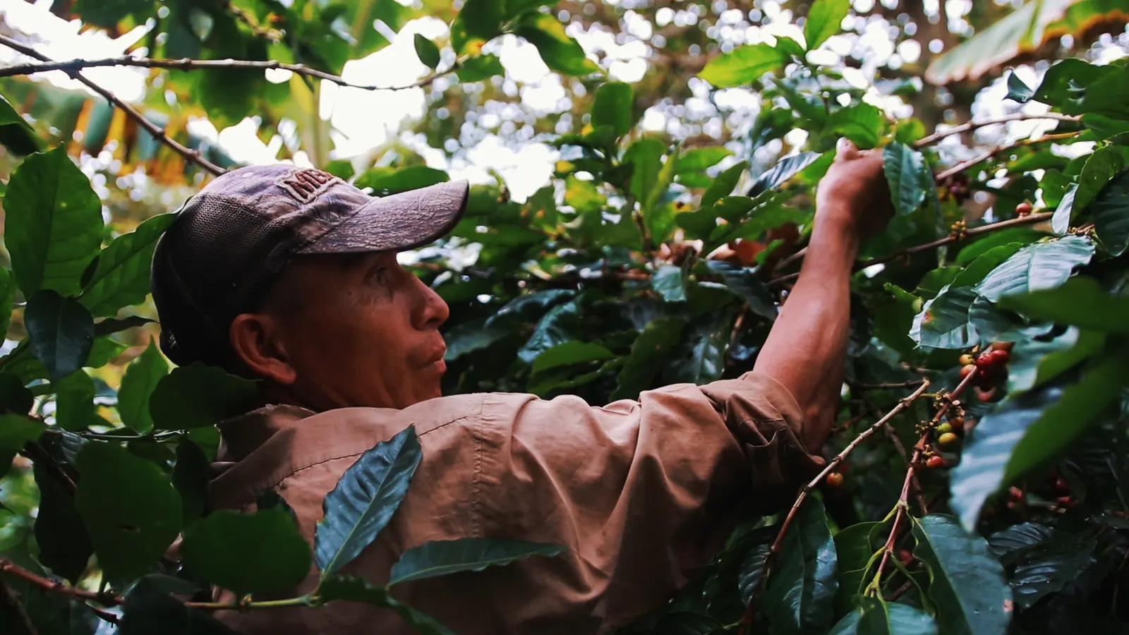 Un productor cortando a mano cerezas maduras