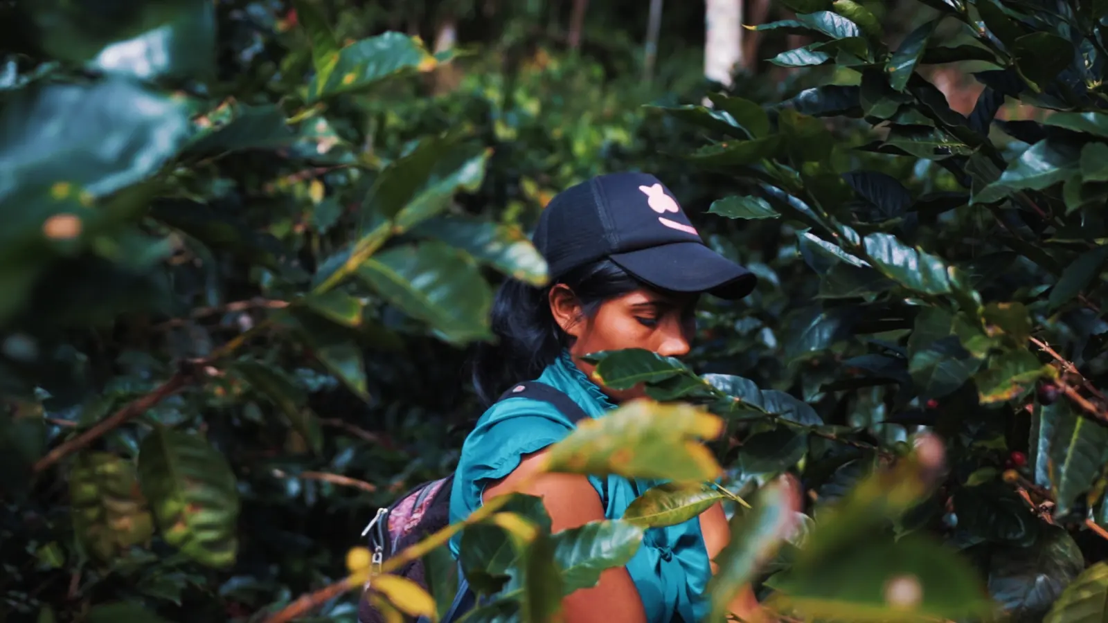 Una productora cortando café entre las ramas del cafetal