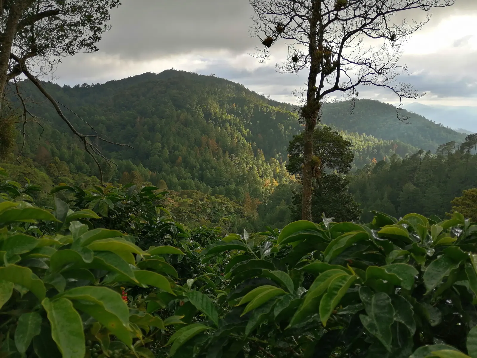 Cafetos en primer plano con montañas de pinos al fondo, Mozonte, Nueva Segovia